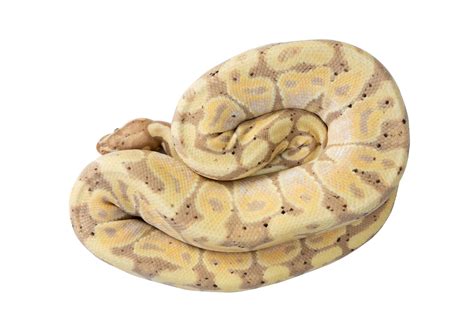 Ball Python Stock Photos Images And Backgrounds For Free Download