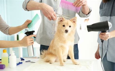 Pet Grooming In Dubai Shampooch Woof Pet Service And More Mybayut