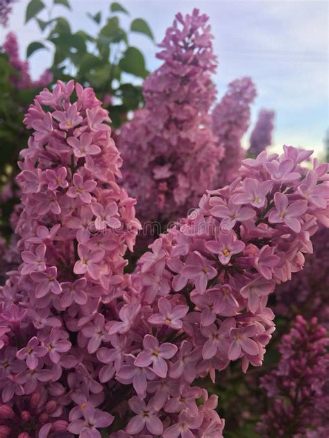 Lilac Sunset Over Baltic Stock Image Image Of Evening 52695569
