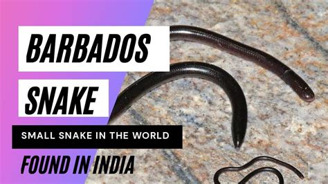BARBADOS THREAD SNAKE I SMALL SNAKE IN THE WORLD I FOUND IN INDIA