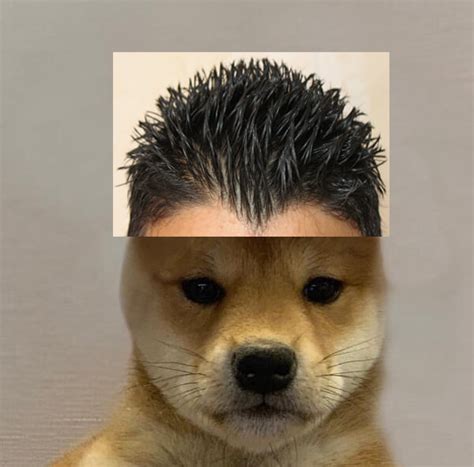 We did not find results for: 15 increíbles peinados del perrito de los 1000 estilos