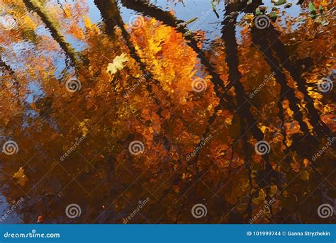 Reflection Of Beautiful Golden And Red Autumn Trees In A Puddle Stock