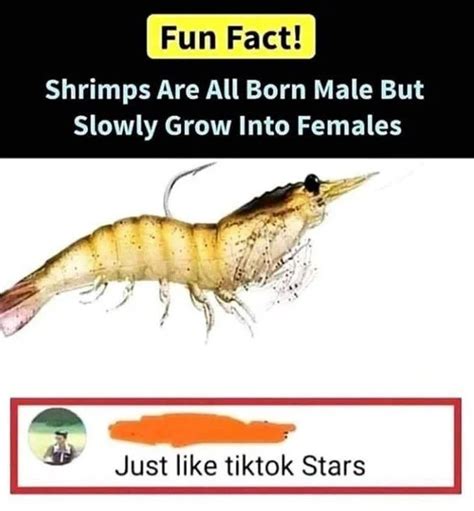 Fun Fact About Shrimps TiTokers Funny