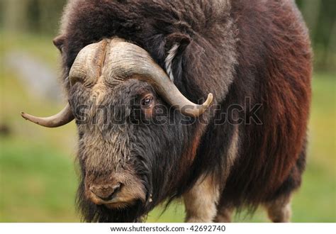 Portrait Angry Musk Ox Big Horns Stock Photo Edit Now 42692740