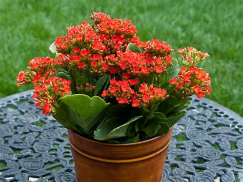 Check spelling or type a new query. 7 Flowering Plants For Indoor Decorating - Just Garden Tools