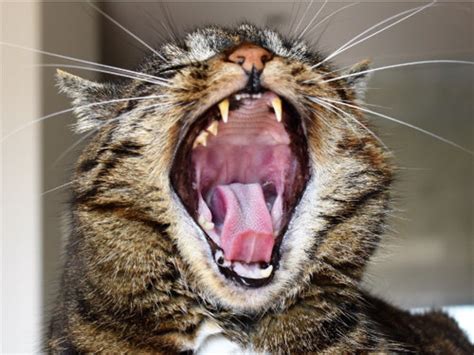 Vibrant Funny Yawning Kitten Laughing Cat Cute Poster Print Etsy