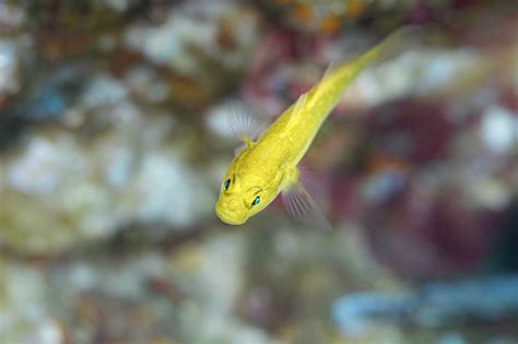 Golden Goby Gobie Doré Gobius Auratus Weird Fish Underwater