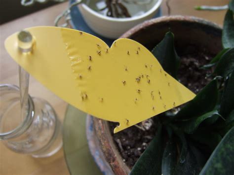 12 Ways To Get Rid Of Gnats In Your Home And Garden Hgtv