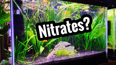 Planted Aquarium With High Nitrates Youtube