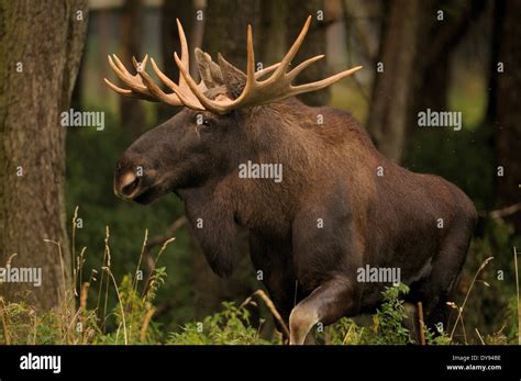 Elk Moose Alces Alces New World Deer Elk Cloven Hoofed Animal Deer Stag