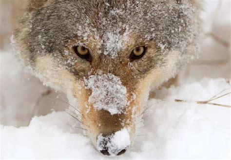 No Wolves Killed During Controversial Hunt Nature World News