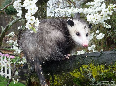 35 Hq Pictures Get Rid Of Possums In Backyard How To Get Rid Of