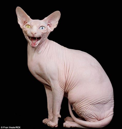 The Odd Eyed Hairless Sphynx Cat Whos A Prize Winning Champion Hairless Cat Sphynx Cat Cat
