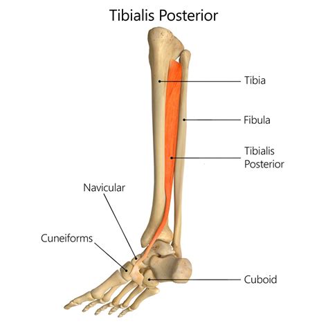 Tibialis Posterior Geelong Myotherapy Wellness Centre