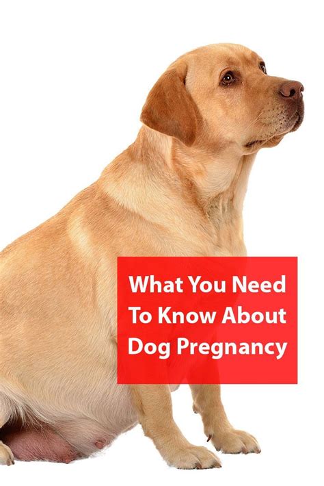 How To Know If Your Dog Is Pregnant After Stud 2021 Do Yourself Ideas
