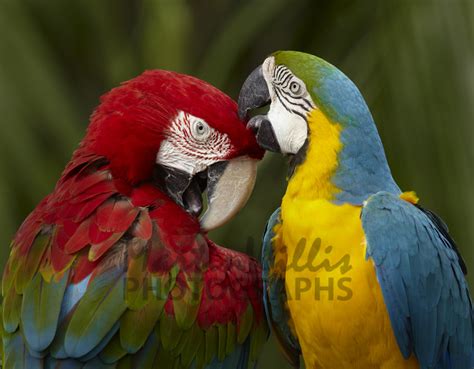 Buy Macaw Parrots Preening Image Online Print And Canvas Photos