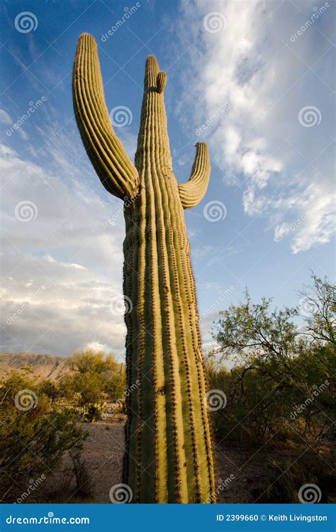 Giant Saguaro Stock Photo Image Of Needles Cactus Desert 2399660
