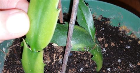 ‍ if you like getting your hands dirty (and what gardener doesn't?), then get yourself a pot, a peat/sand/soil mix, and a few cuttings of your favorite existing. Urban Dream 35: Rooting Christmas Cactus Cuttings