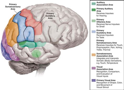 Diagram Of The Brain Labeling The Sensory Areas Of The The Brain