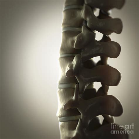 Human Spinal Bones Photograph By Science Picture Co Fine Art America