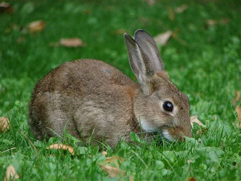 Rabbits Hares And Pikas History And Some Interesting Facts