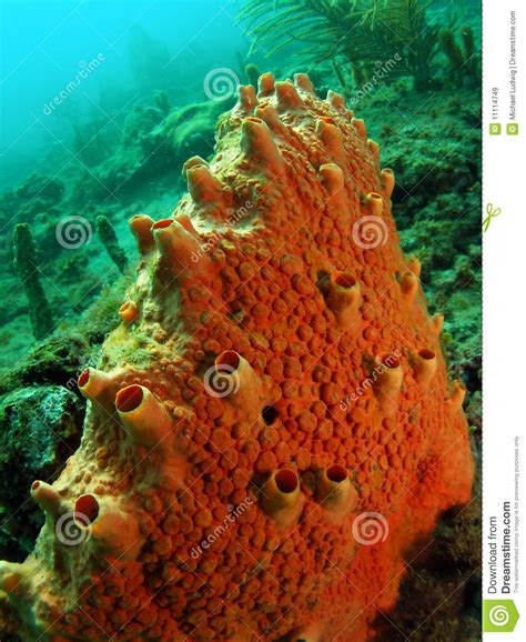 Orange Boring Sponge Stock Image Image Of Camera Aquatic 11114749