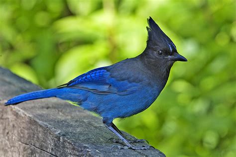 Island Life In A Monastery Birding Project The Stellers Jay