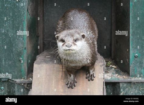 Eurasian River Otter Nest Hi Res Stock Photography And Images Alamy