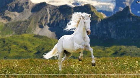 Running Horses Wallpaper