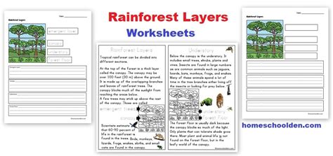 Take A Visit To The Rainforest During Math Time And Reinforce Making