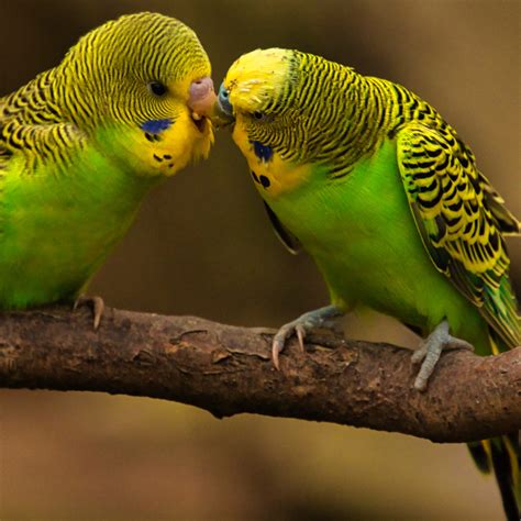 Is A Budgie The Right Pet For Me United Parrot Kingdom