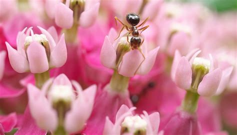 Natural ways to get rid of ants. How to Get Rid of Ants in Flower Beds | Rid of ants, Get rid of ants, Garden pests