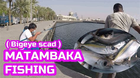 Fish Hunting L Best Place To Catch Matambaka In Dubai L Dubai Fishing