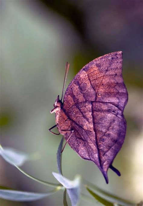 Pin By Brenda Houck On ಪತಂಗಗಳು Beautiful Butterflies Butterfly Insects