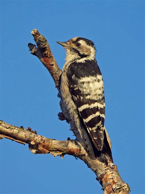 British Woodpecker Photo Id Guide Unianimal
