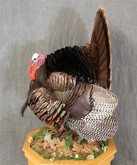 Tom Turkey In Strut Full Body Mount With Woodedn Stand 8