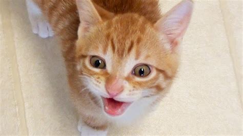 Không Thể Cưỡng Lại được Cute Cats Meowing Xem Video Dễ Thương Của Mèo Meo Nhỏ