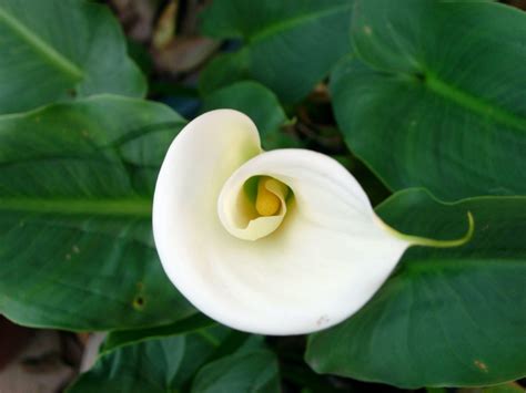 The Calla Lily Meaning In Feng Shui Teleflora Blog