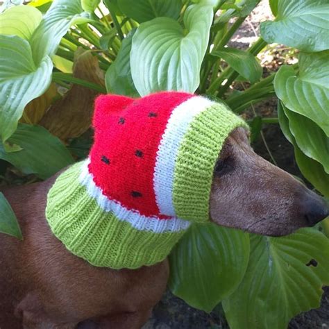 Knitted Hat For Dog Watermelon Etsy
