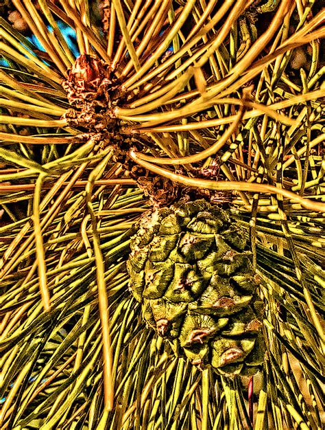 Chinese Red Pine At Ny Botanical Garden Nolan H Rhodes Flickr