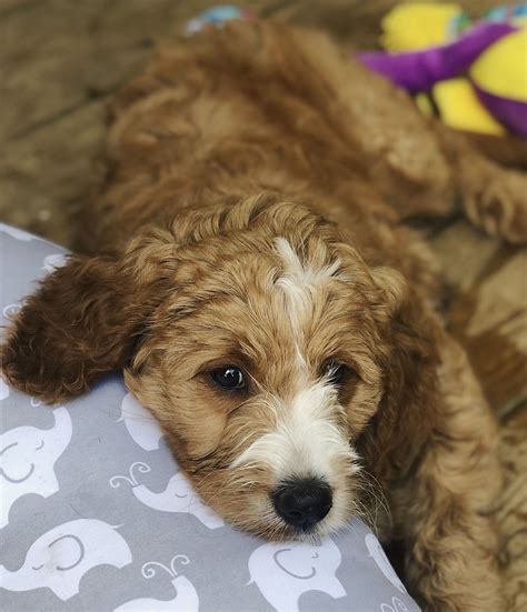 Currently, breeders have developed 13 goldendoodle colors my main goal in writing this guide is to describe all of the colors and patterns i have mentioned above and present some pictures so you. Golden doodle puppy | Goldendoodle, Doodle puppy ...