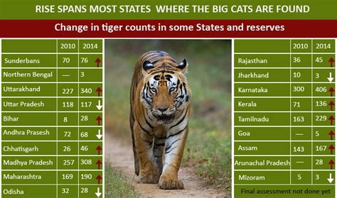 Tourists Thronging Tiger Reserves In Huge Numbers