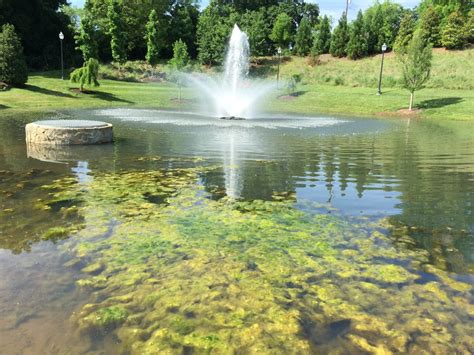 Pond Algae Platinum Ponds And Lake Management Greenville Sc Charlotte