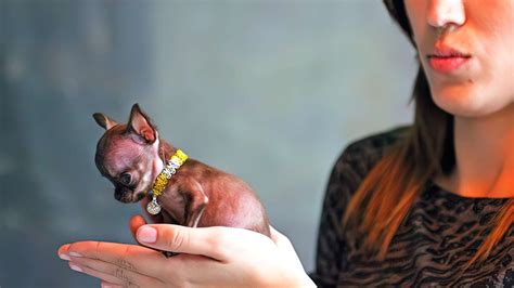 The Smallest Dogs In The World