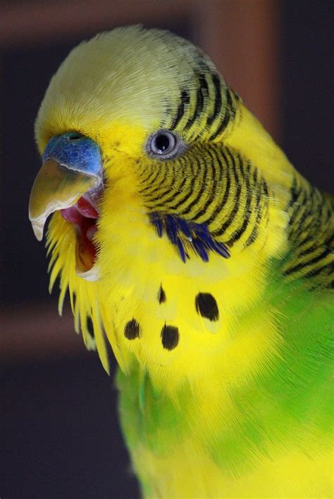 Big Yawn Pet Birds Beautiful Birds Parakeet