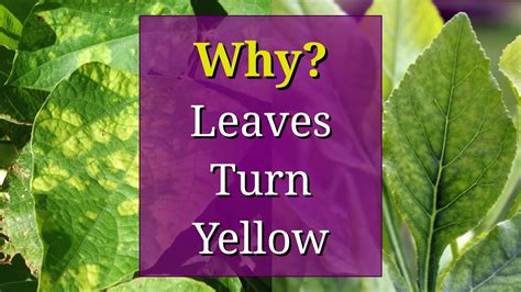 Why Leaf Turning Yellow Foliar Garden