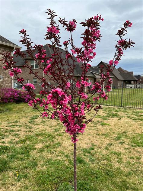Show Time Crabapple Trees For Sale
