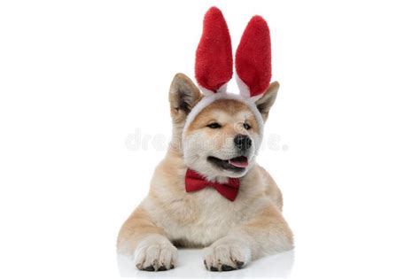 Tired Bunny Stock Photo Image Of Alone Ears Lovely 5669868
