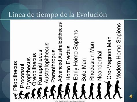 EvoluciÓn Del Hombre Linea De Tiempo