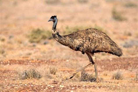 Emu Australia Scientific Name Dromaius Novaehollandiae